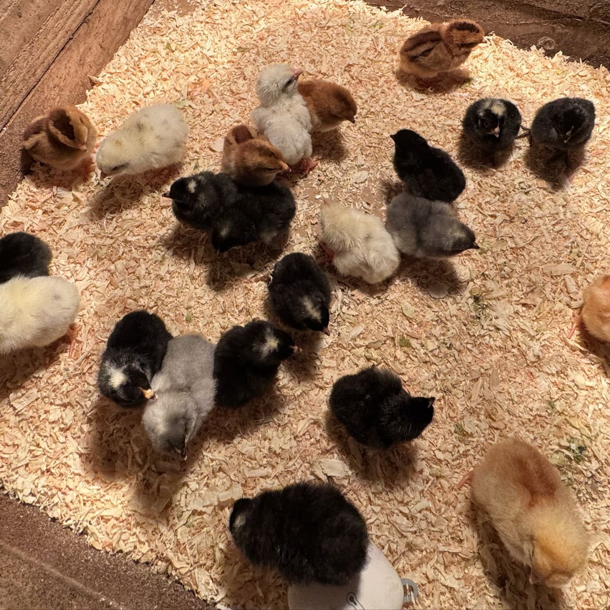 Chicks Available