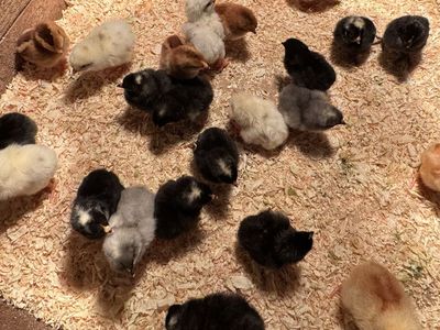Chicks Available