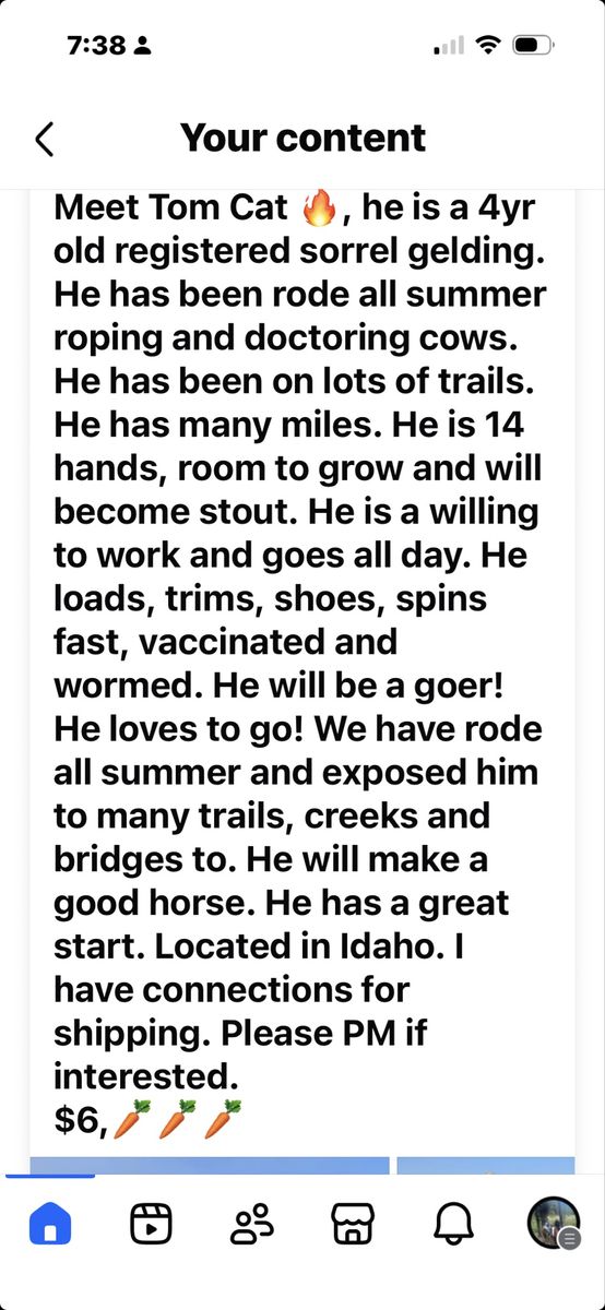 Quarter horse for sale