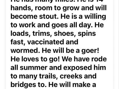 Quarter horse for sale