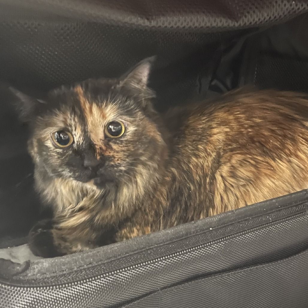 Hello my name is Trinket