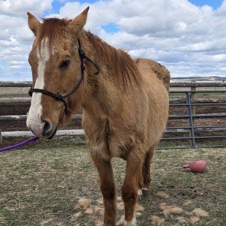 pasture pal/kid horse