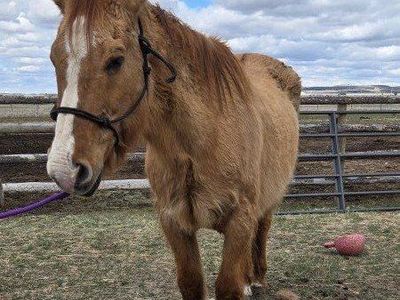 pasture pal/kid horse
