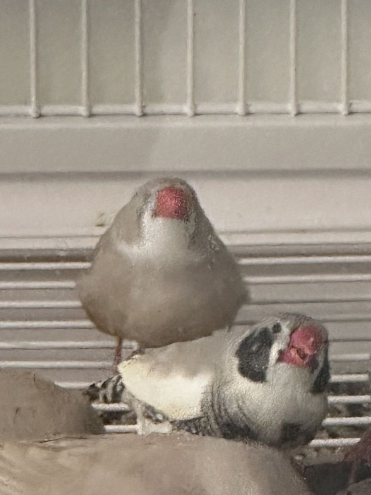 20 zebra finches $100/20 or $20 each