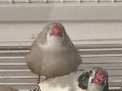 20 zebra finches $100/20 or $20 each