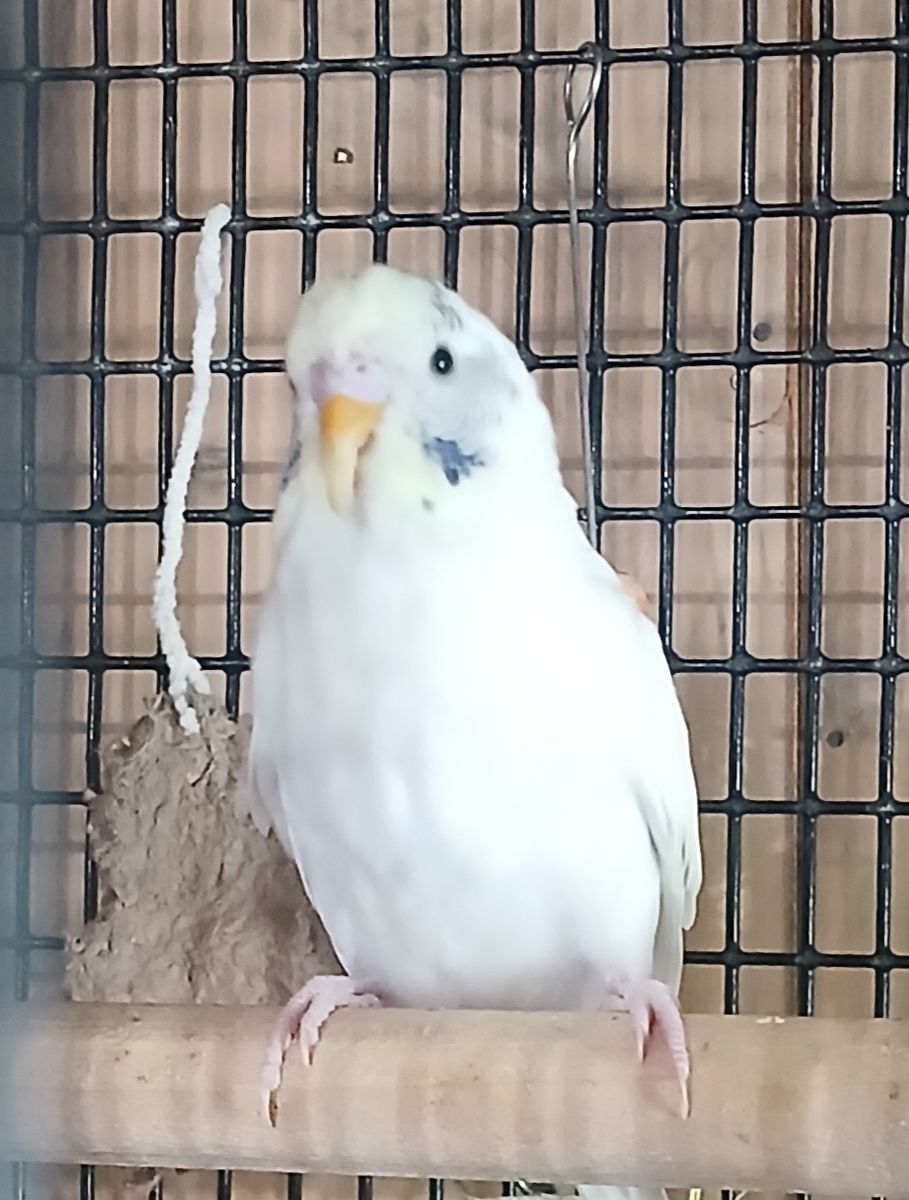 Young parakeet