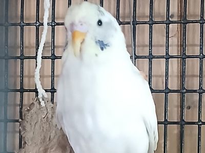 Young parakeet