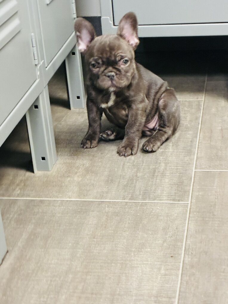 French Bulldog (12 Weeks)