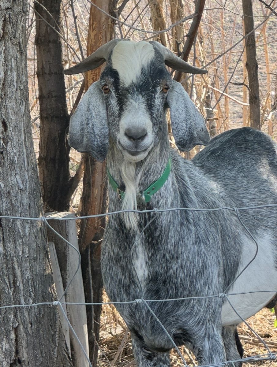 2 yr old Nubian billy for sale