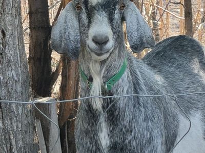 2 yr old Nubian billy for sale