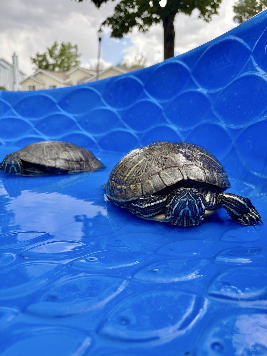 2 Red Eared Slider Turtles