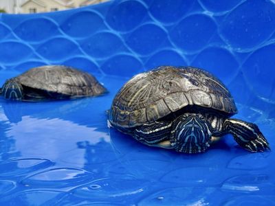 2 Red Eared Slider Turtles