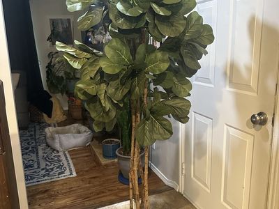 5 1/2 foot faux fiddle leaf fig tree