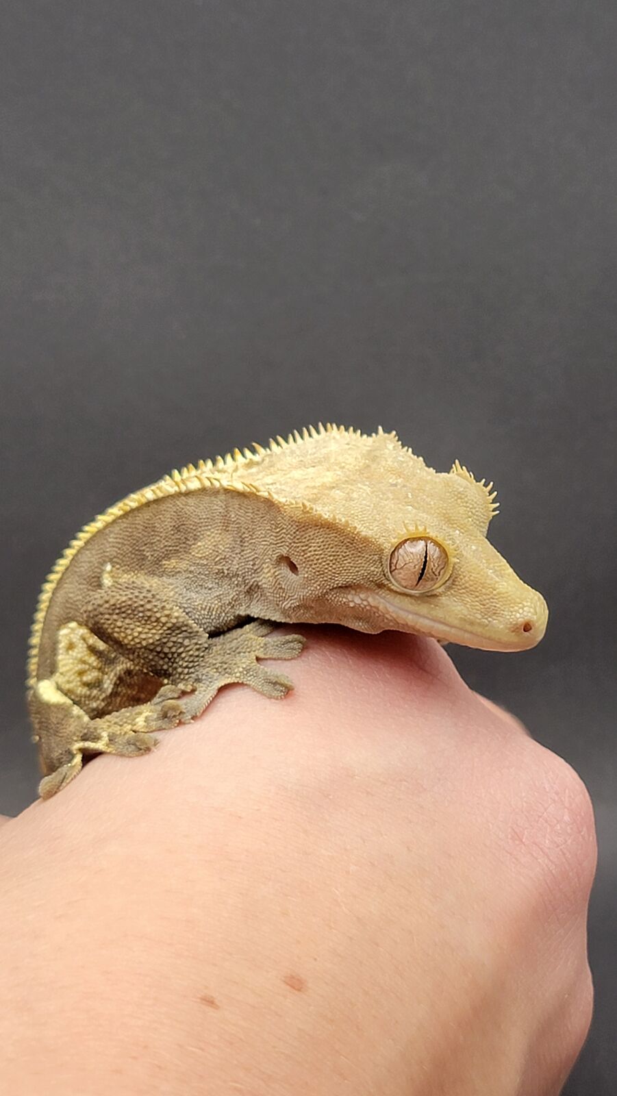 female crested gecko