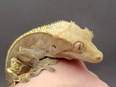female crested gecko