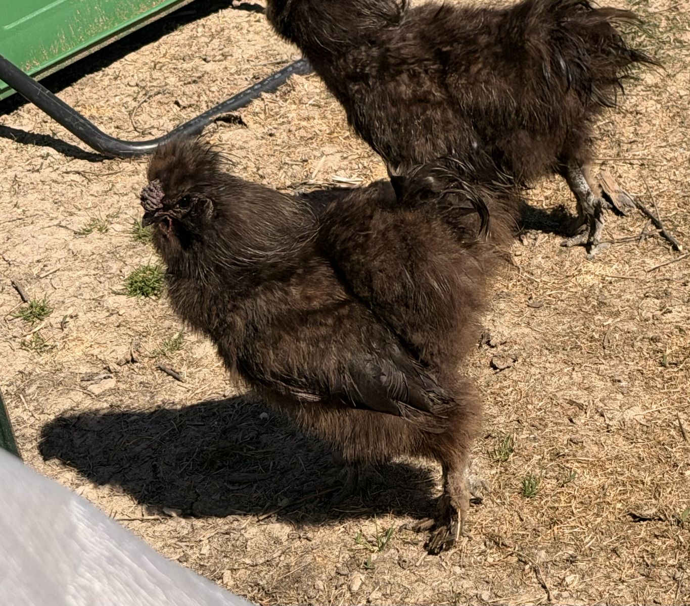 Silkie Rooster 1 Yr