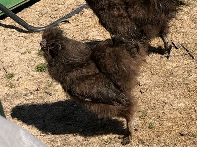 Silkie Rooster 1 Yr