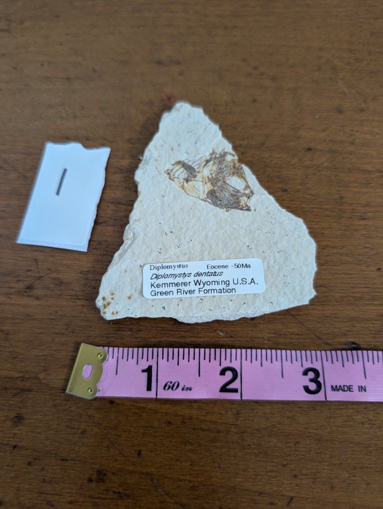 Knightia Eocaena Fossil Fish from Green River Formation - Authentic Eocene Era Specimen