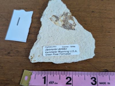 Knightia Eocaena Fossil Fish from Green River Formation - Authentic Eocene Era Specimen