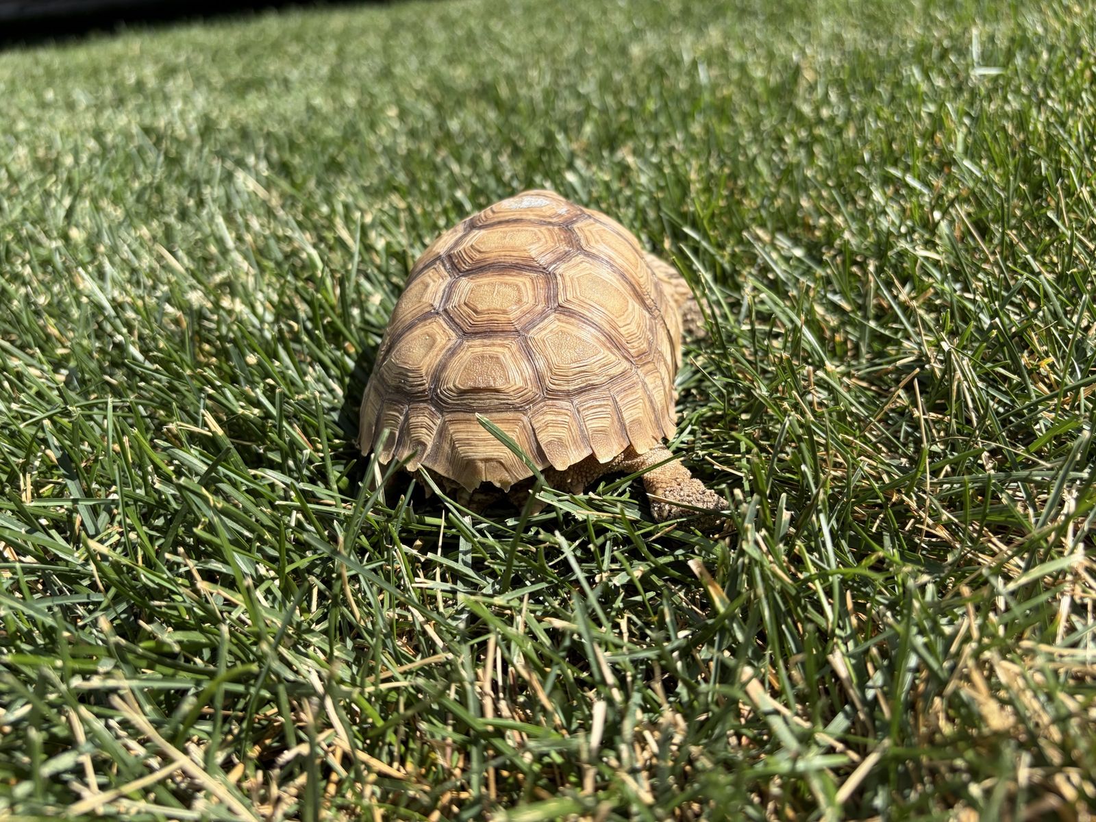 Baby Tortoise - Healthy and Active