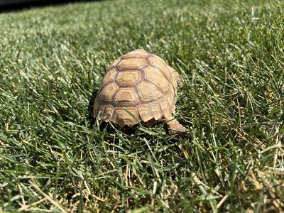 Baby Tortoise - Healthy and Active