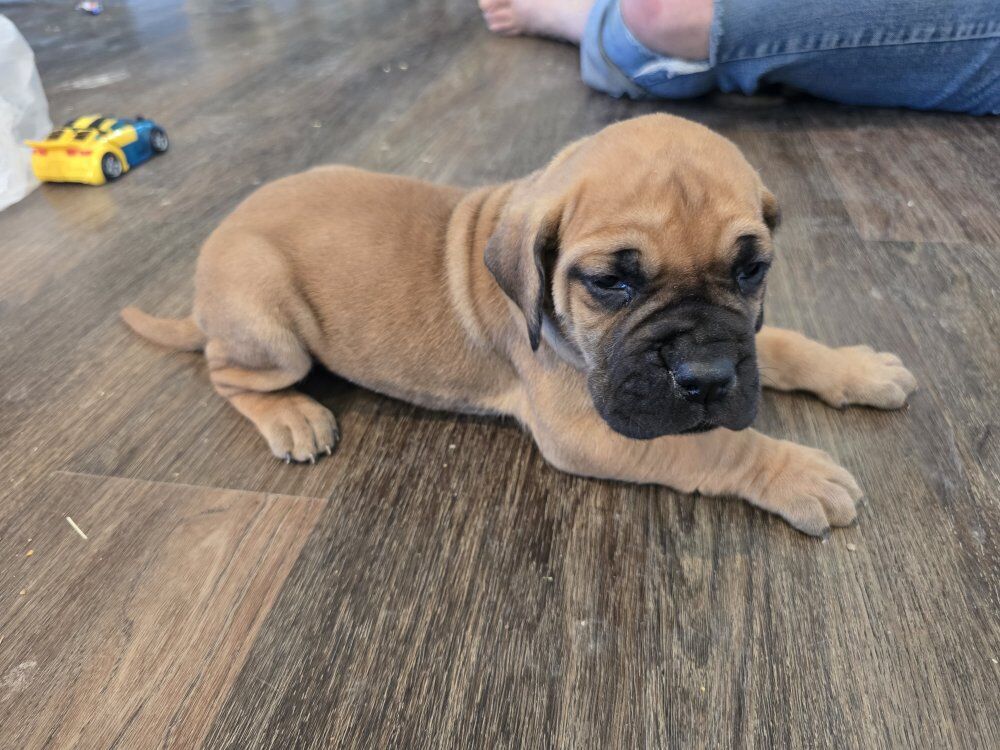 Great Dane Puppies AKC