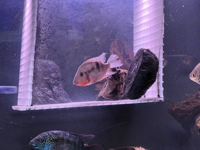 Adult Firemouth Cichlid (Thorichthys meeki) – ~4 Years Old