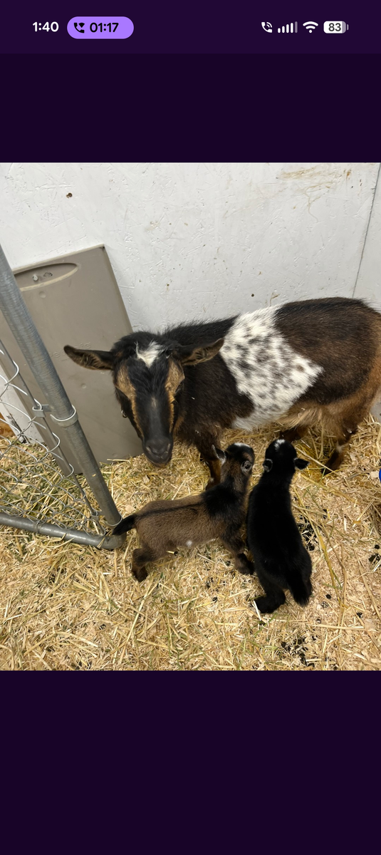 Nigerian Dwarf Goat Momma (in milk) with two babies