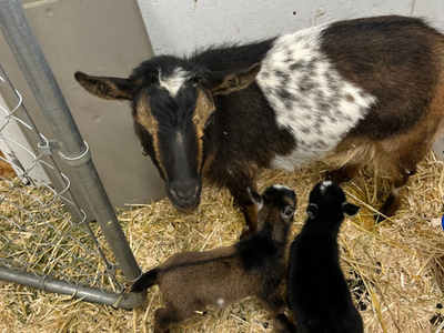 Nigerian Dwarf Goat Momma (in milk) with two babies