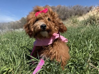 AKC Red mini poodle girl