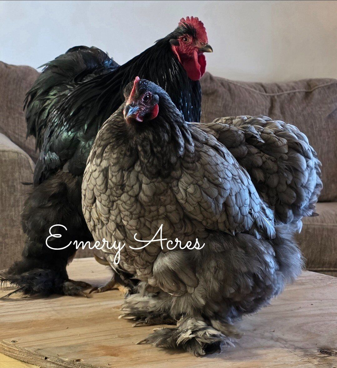 Standard Cochin Hatching Eggs