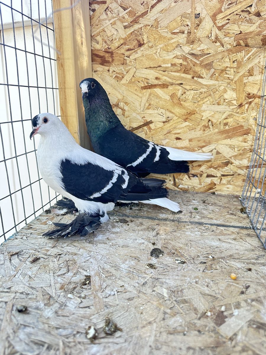 Pigeon 