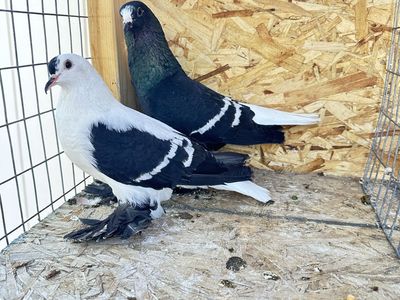 Pigeon
