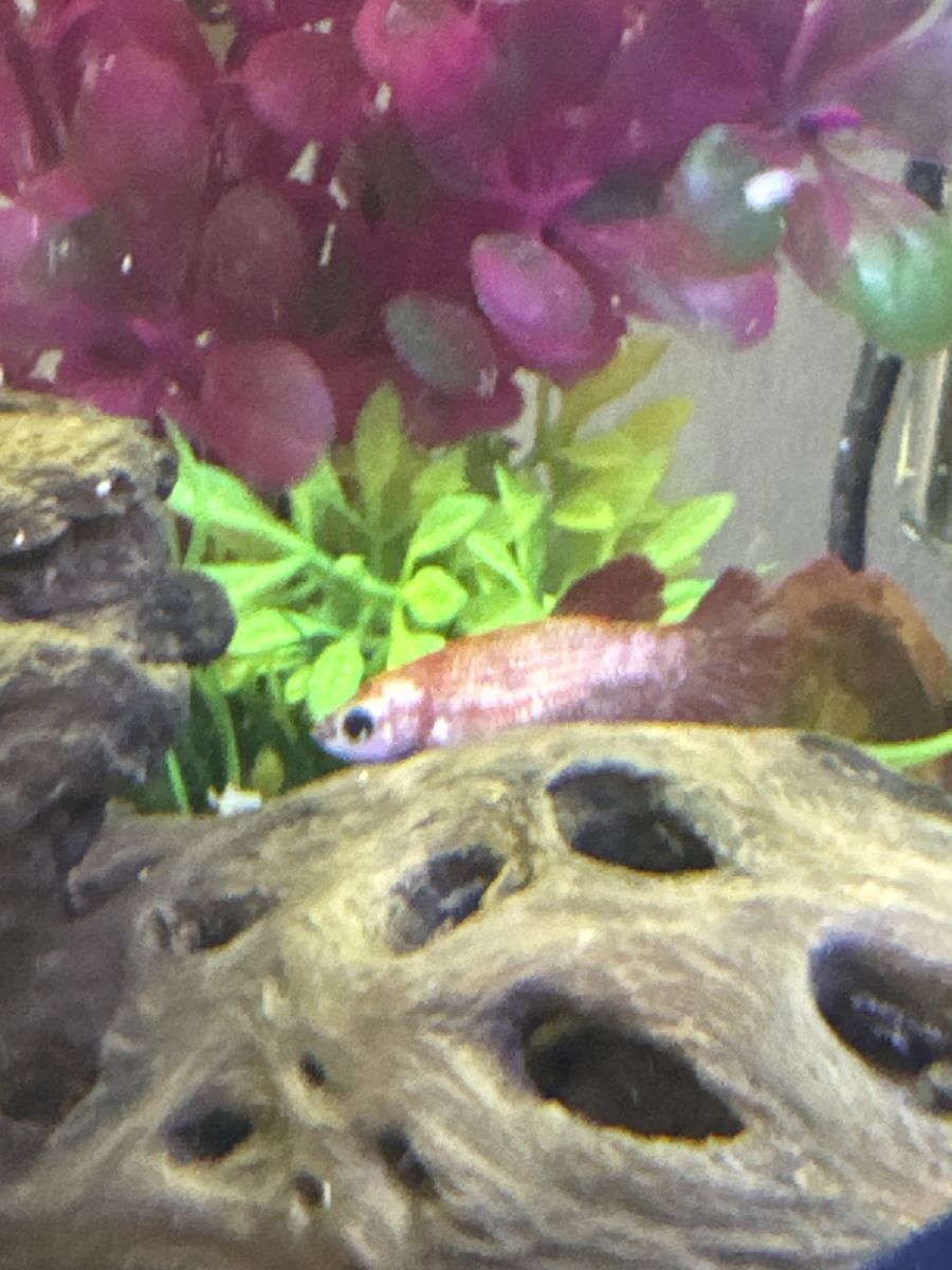 Female koi betta