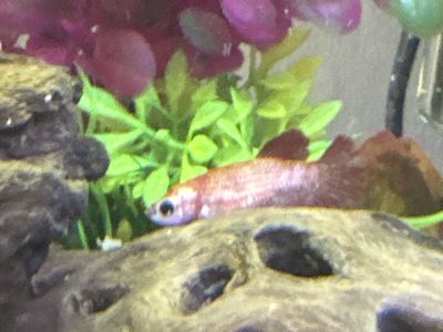 Female koi betta