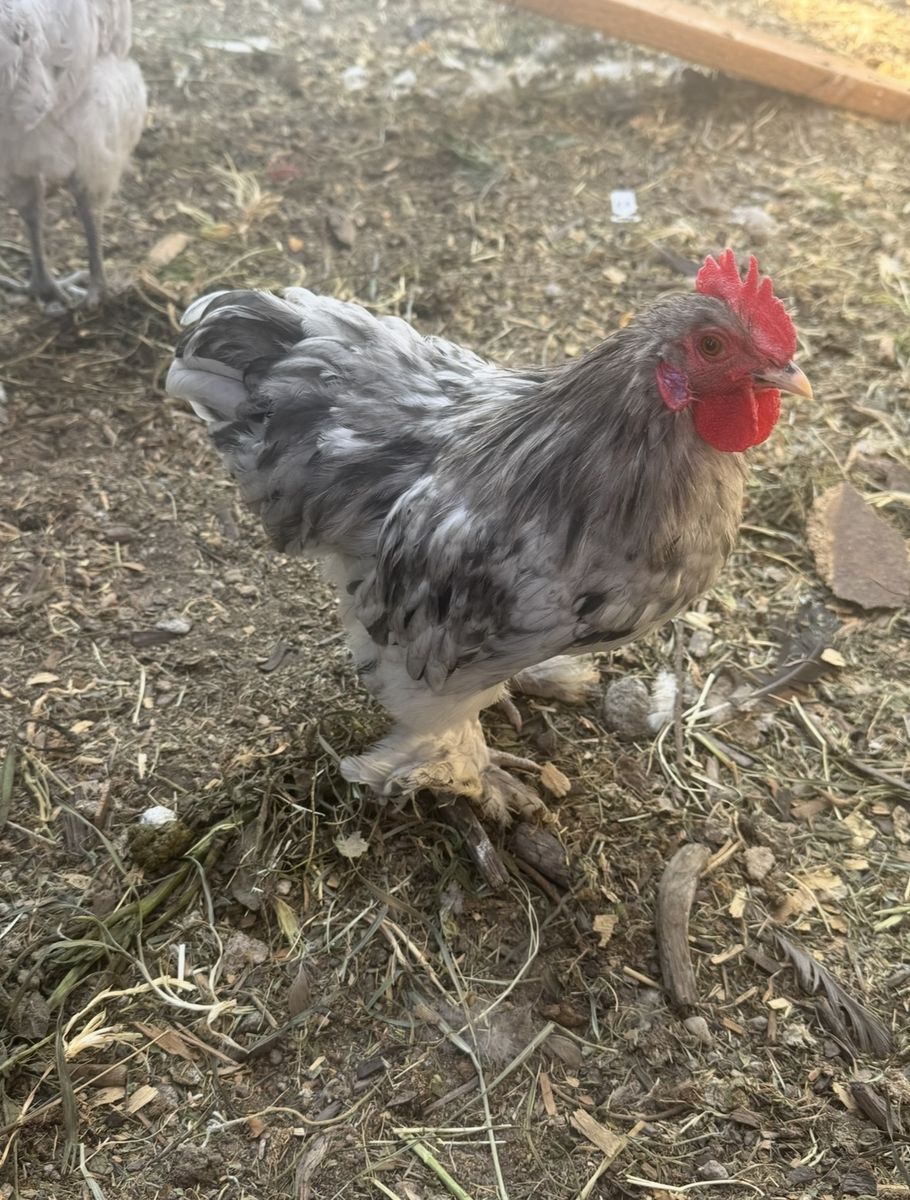 Docile Bantam Cochin Roosters 