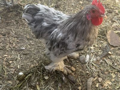 Docile Bantam Cochin Roosters