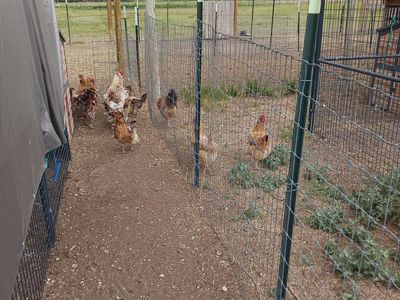 Chickens (18)