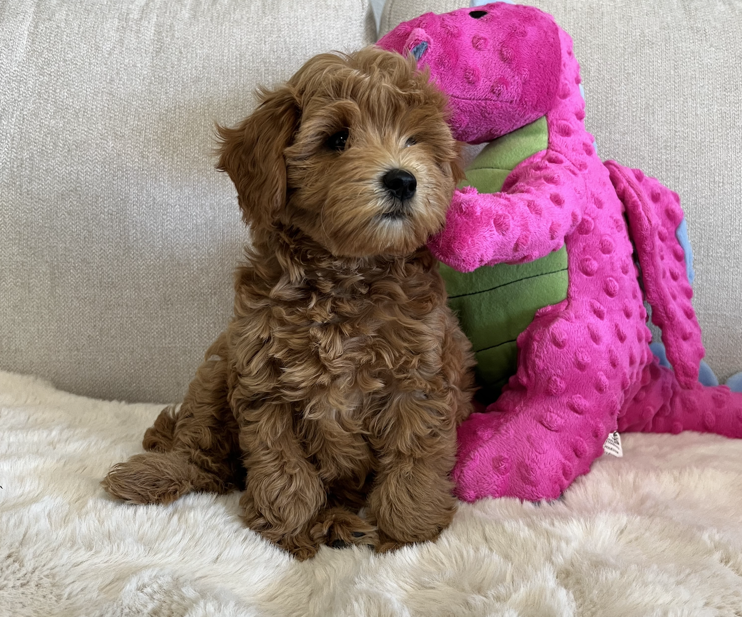 English "Teddy Bear" Micro Goldendoodle Puppies