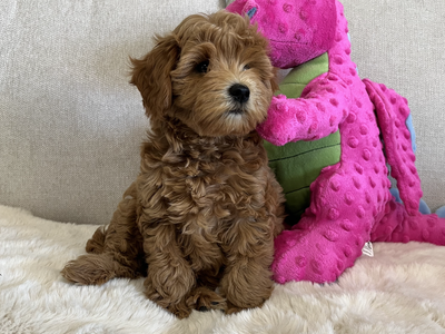 English "Teddy Bear" Micro Goldendoodle Puppies