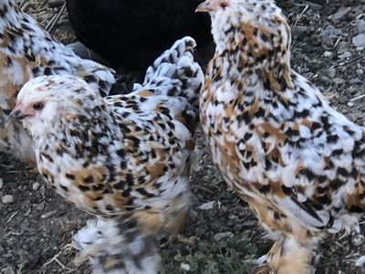 Bantam Cochins