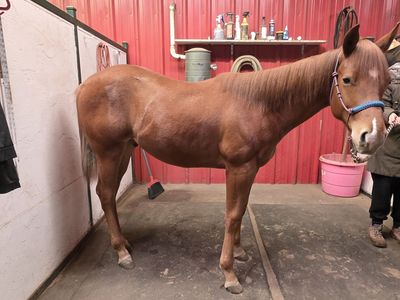 AQHA yearling gelding