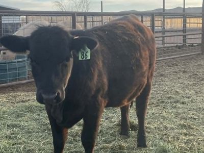 Black Angus Heifers