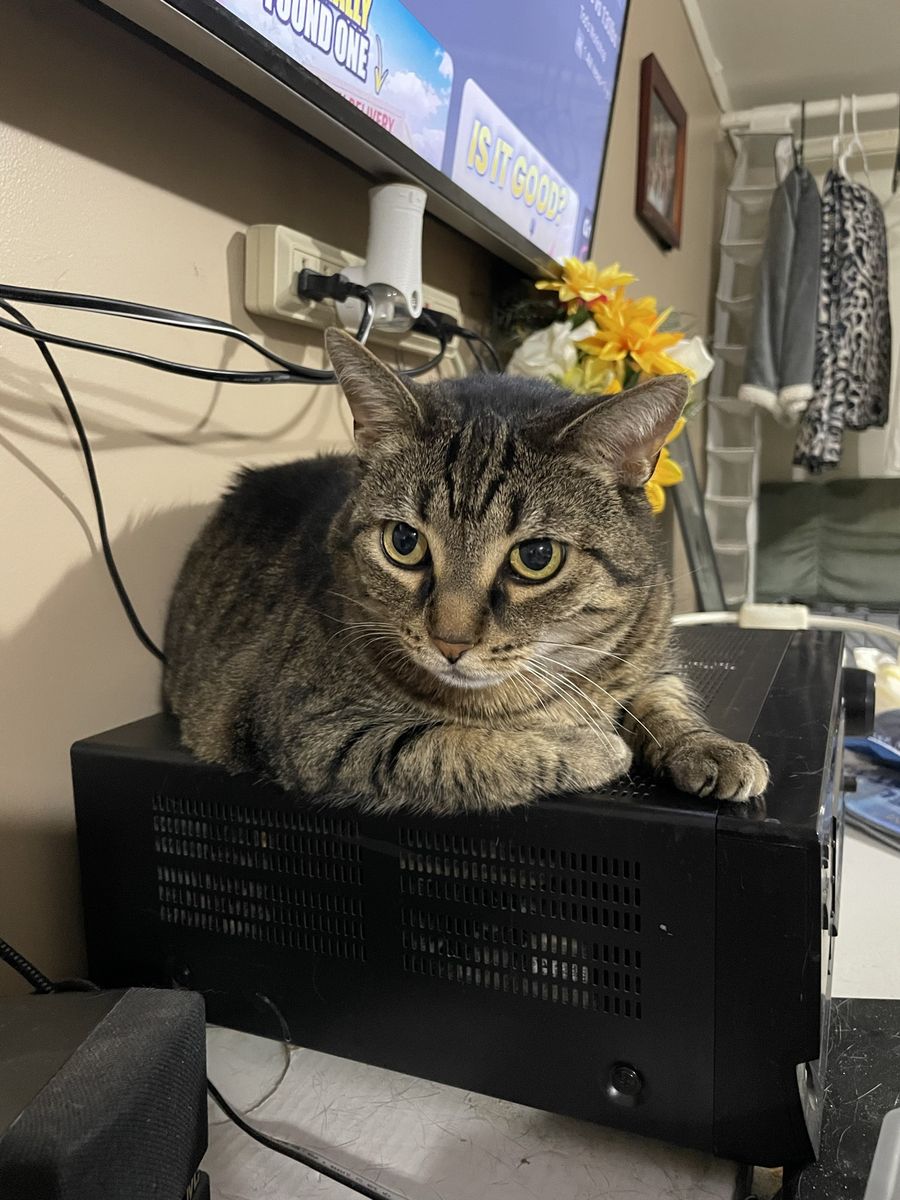 Cat needs home ASAP