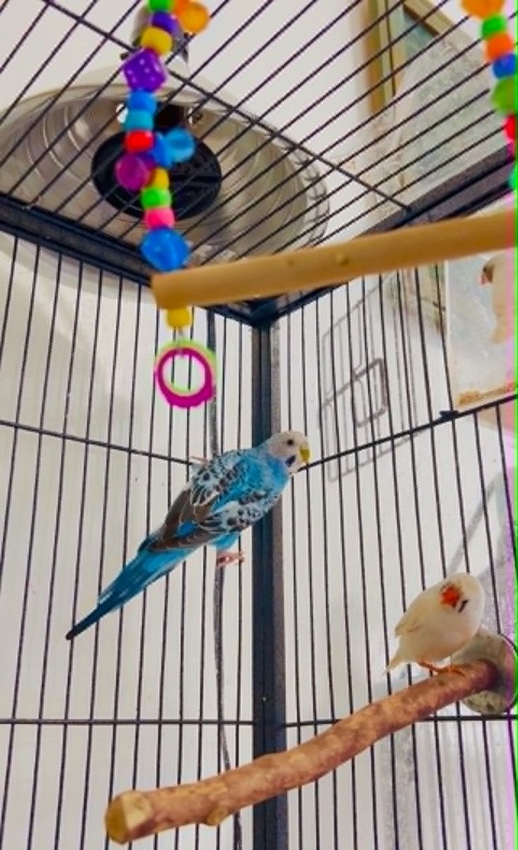 Sweet 3-Year-Old Female Blue Budgie / Parakeet