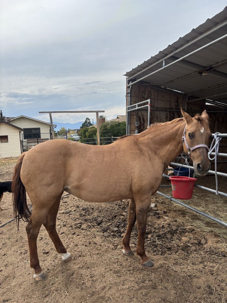 Kids horse!
