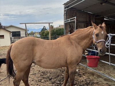 Kids horse!
