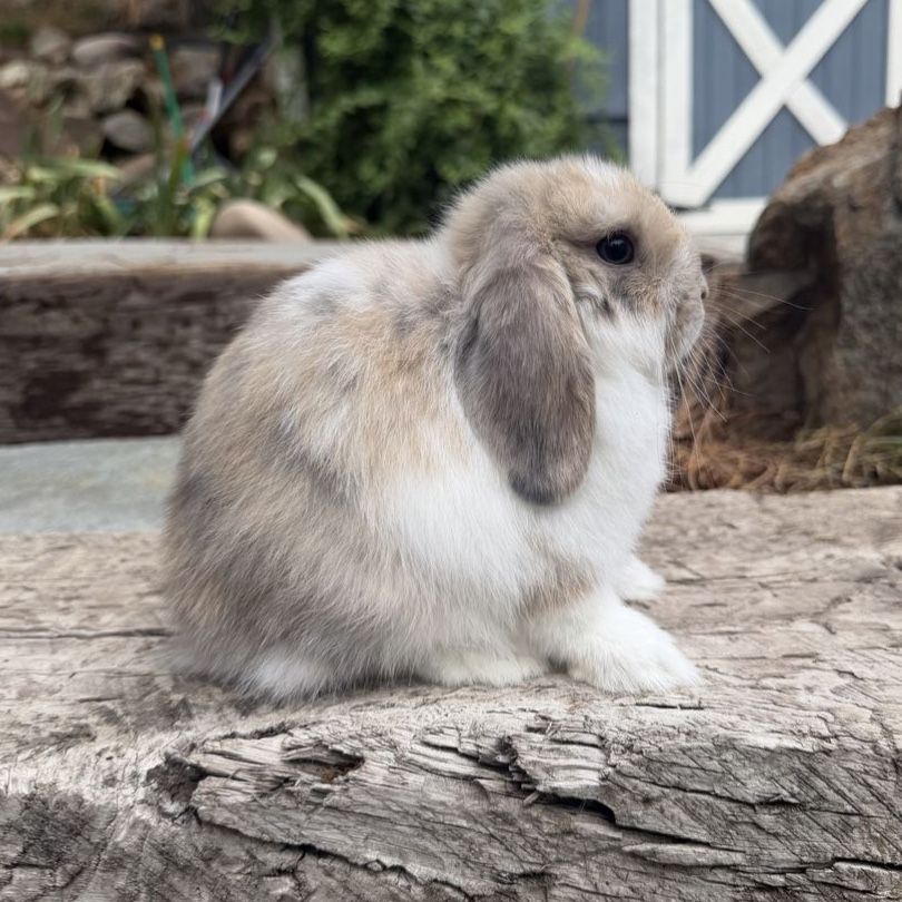 Holland Lop Doe