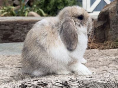 Holland Lop Doe