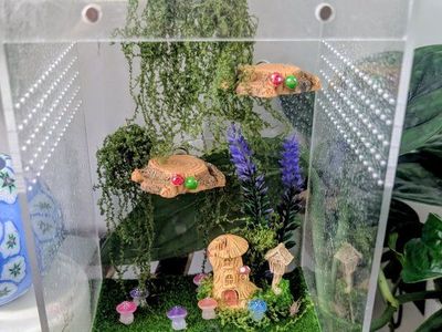 Jumping spider enclosure and accessories. No spider